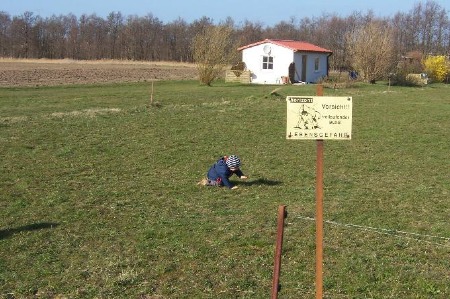 Thorben der wilde Stier